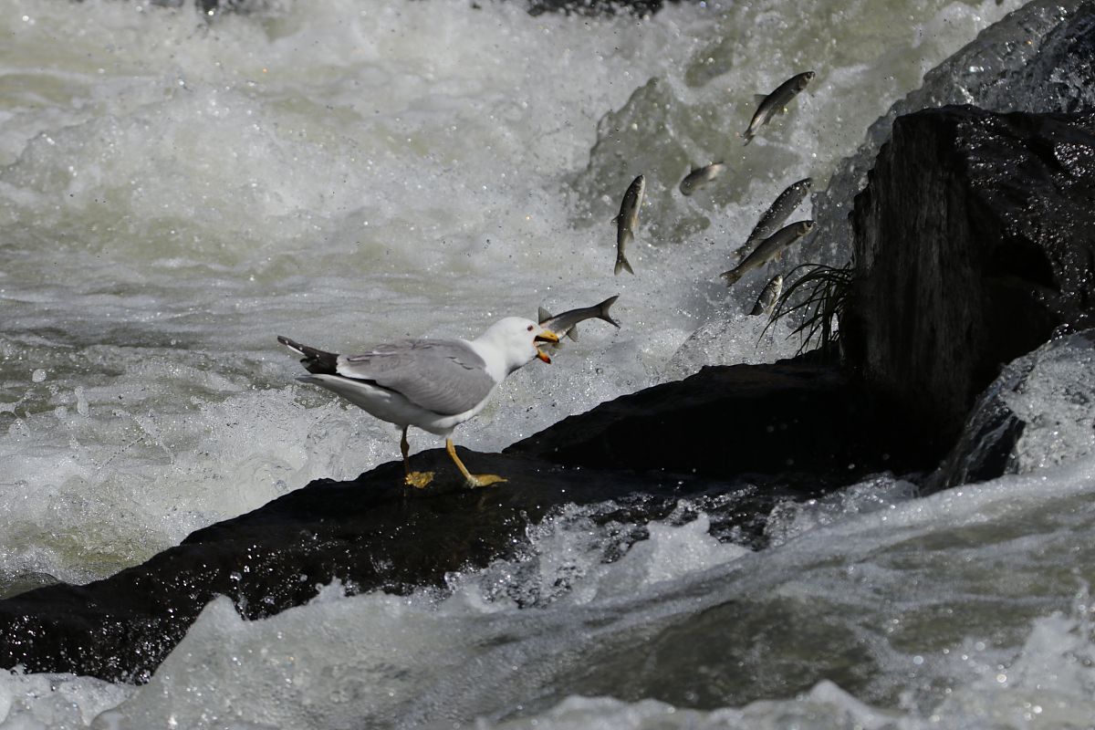 海水水质评估因素：从 pH 值到营养物质
