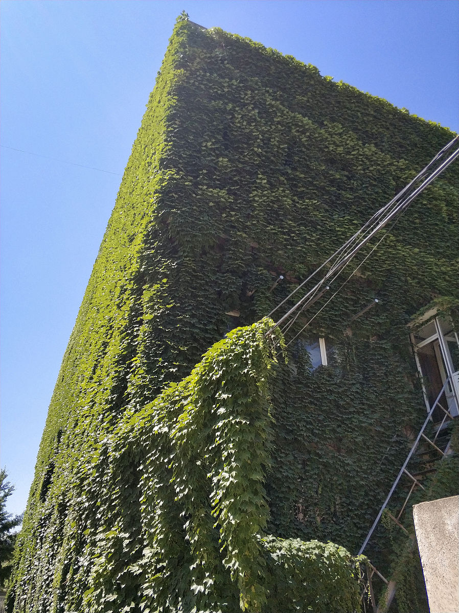 2018年6月29日,北京,中国环境科学院一办公楼爬满了绿色植物,仿佛穿上