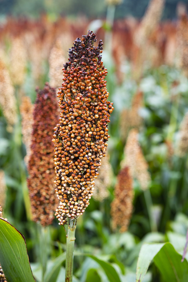 高粱系乜嘢颜色的