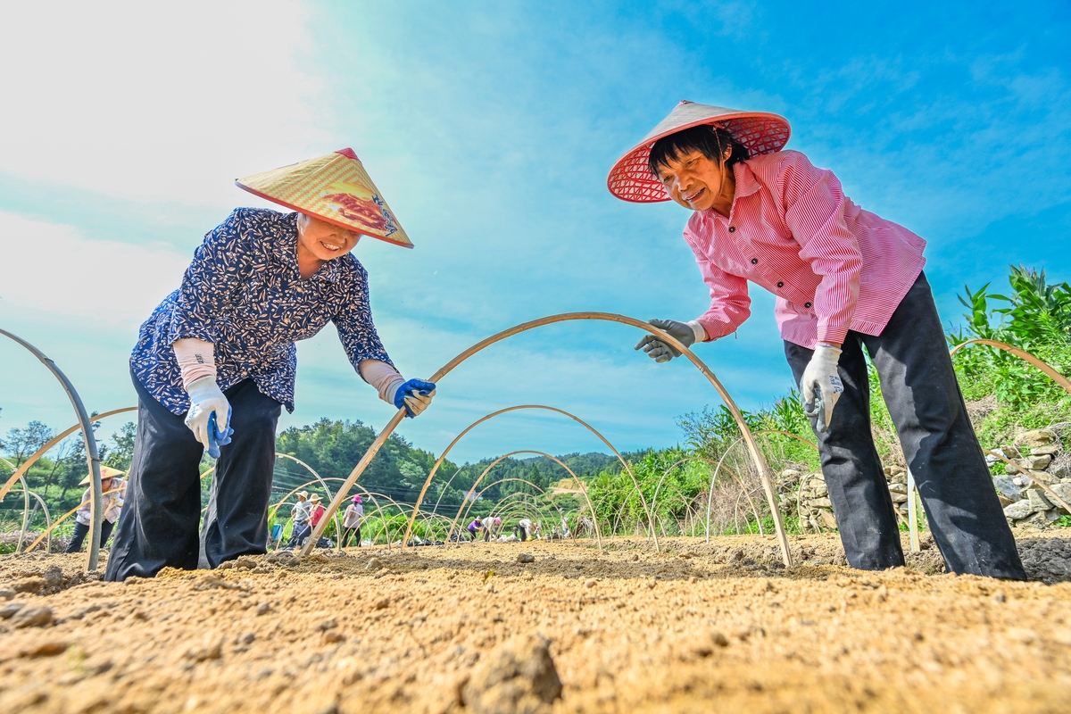 100亩梨树园 30亩鱼塘 养鸭大棚 家庭农场 羊角蜜甜瓜 根据英山村特色产业 相关简介200字