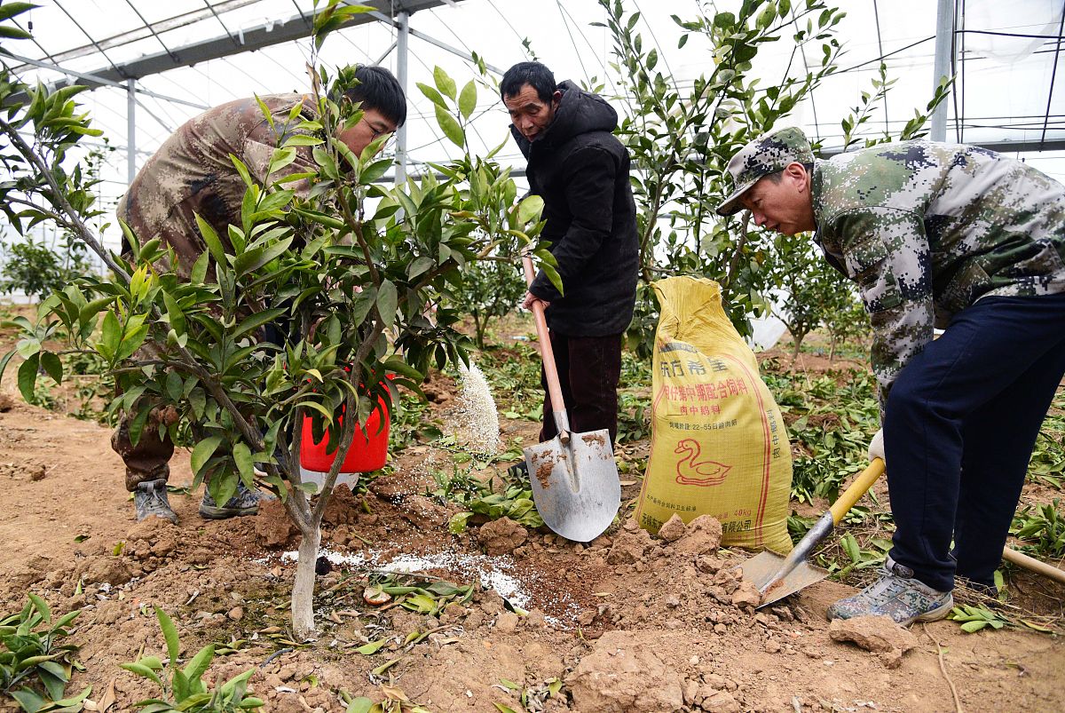 把每一段的文案写一份画面素材建议三、柑橘8月柑橘进入到了膨果期、秋梢抽生期此时的管理工作对于柑橘后续品质和产量有很大的影响。1、促秋梢放梢时间的确立依据品种、树势、树龄、果量、环境而定保证在降温前老熟就行。2、修剪未修剪的果树在8月上旬及时修剪。先疏掉枯枝、黄化枝、病枝、过密等。3、肥水果实膨大肥施下后天气干旱肥效没有发挥需要及时淋水。弱树和挂果量大的果树放秋梢前最好淋一次水肥腐植酸黄腐酸钾+平衡