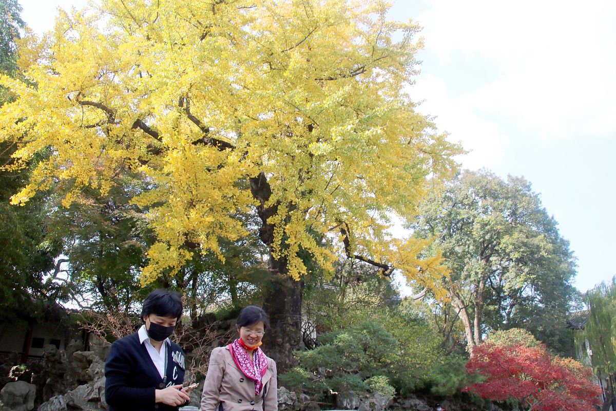 温岭哪里有单株的大银杏树呢 用300字描述