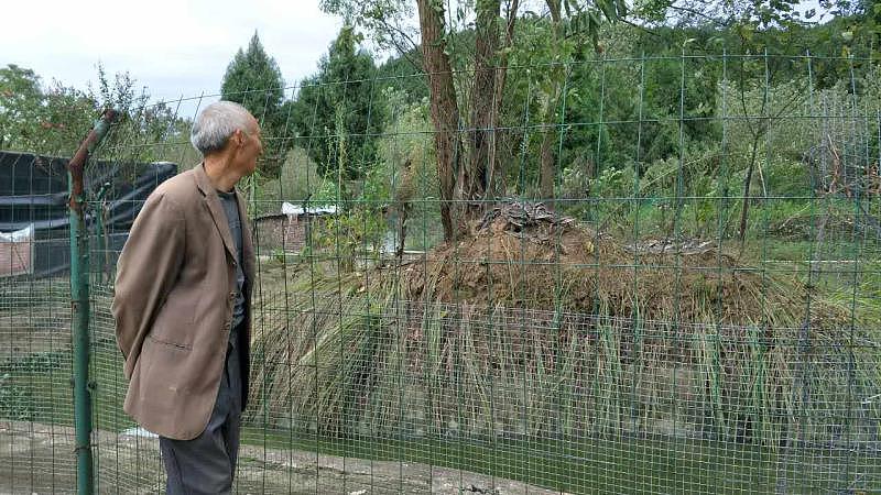 四川省南充市南部县一鳄鱼养殖场也发生了一起鳄鱼出逃事件.截至目前,
