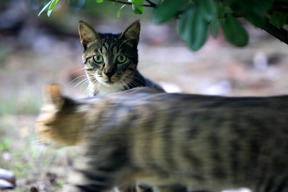 抚顺市农业特产学校宠物养护经营专业怎么样？
