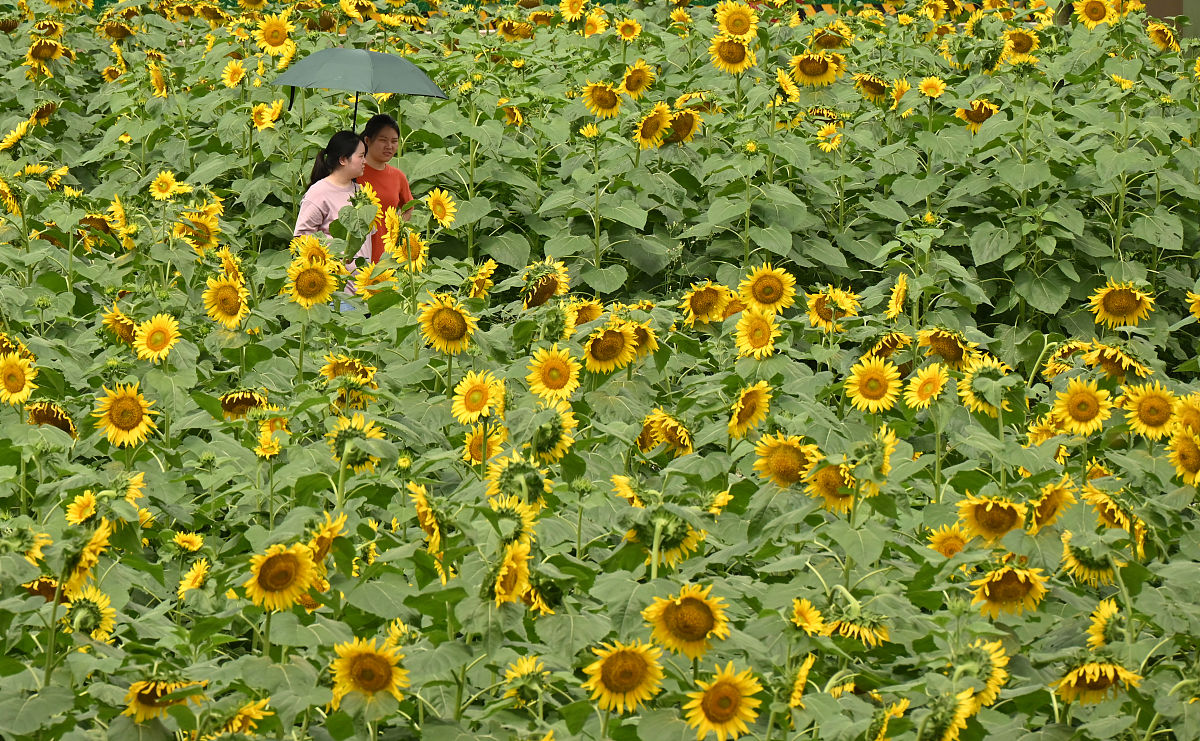 四川城市职业学校就业率最高的专业有哪些？