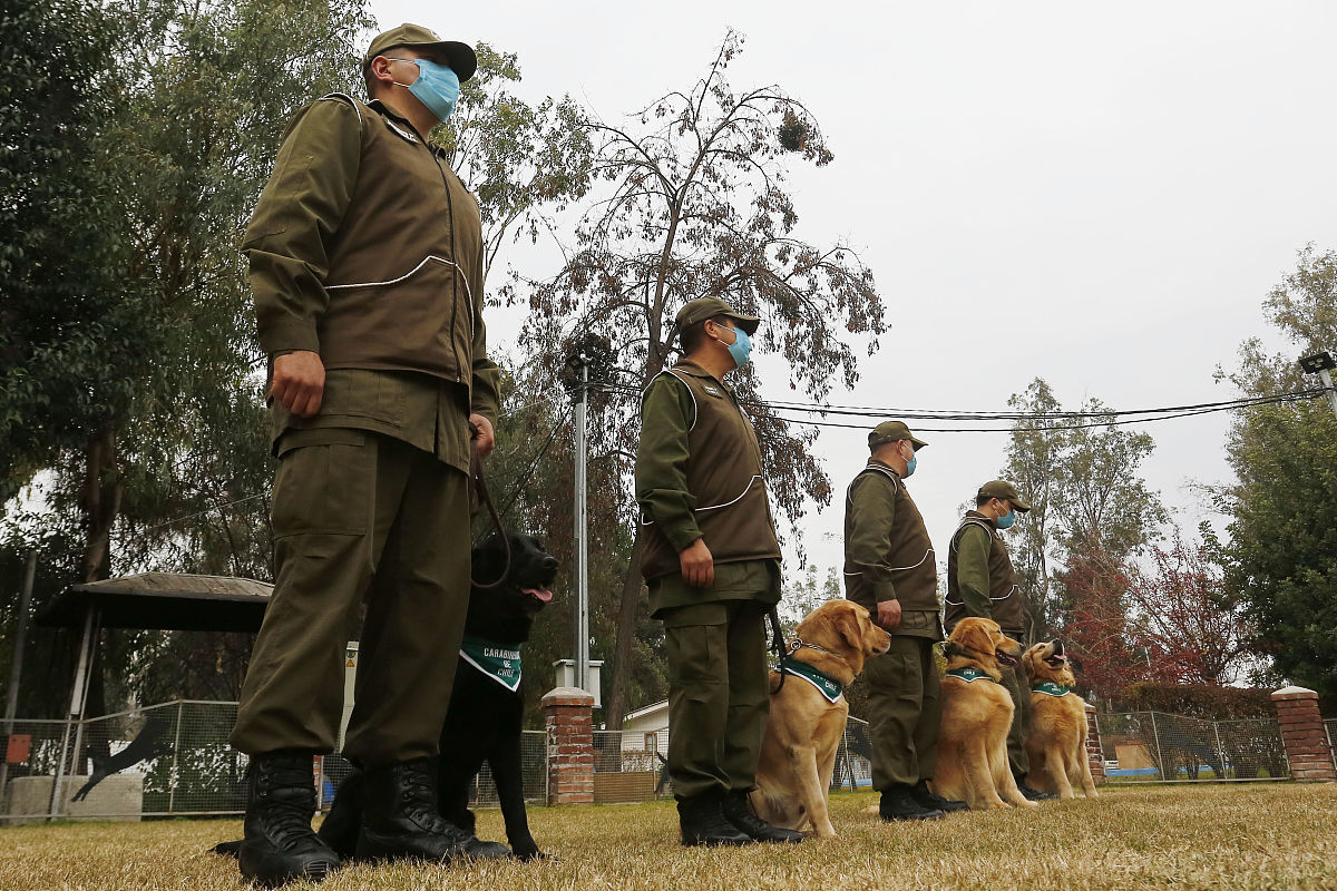当地时间2020年7月17日,智利首都圣地亚哥,智利警犬训练学校,警察和训
