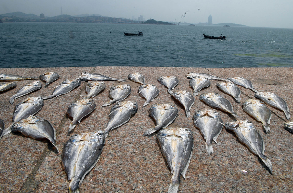 FISHERIES RESEARCH期刊: 渔业科学与资源管理权威期刊