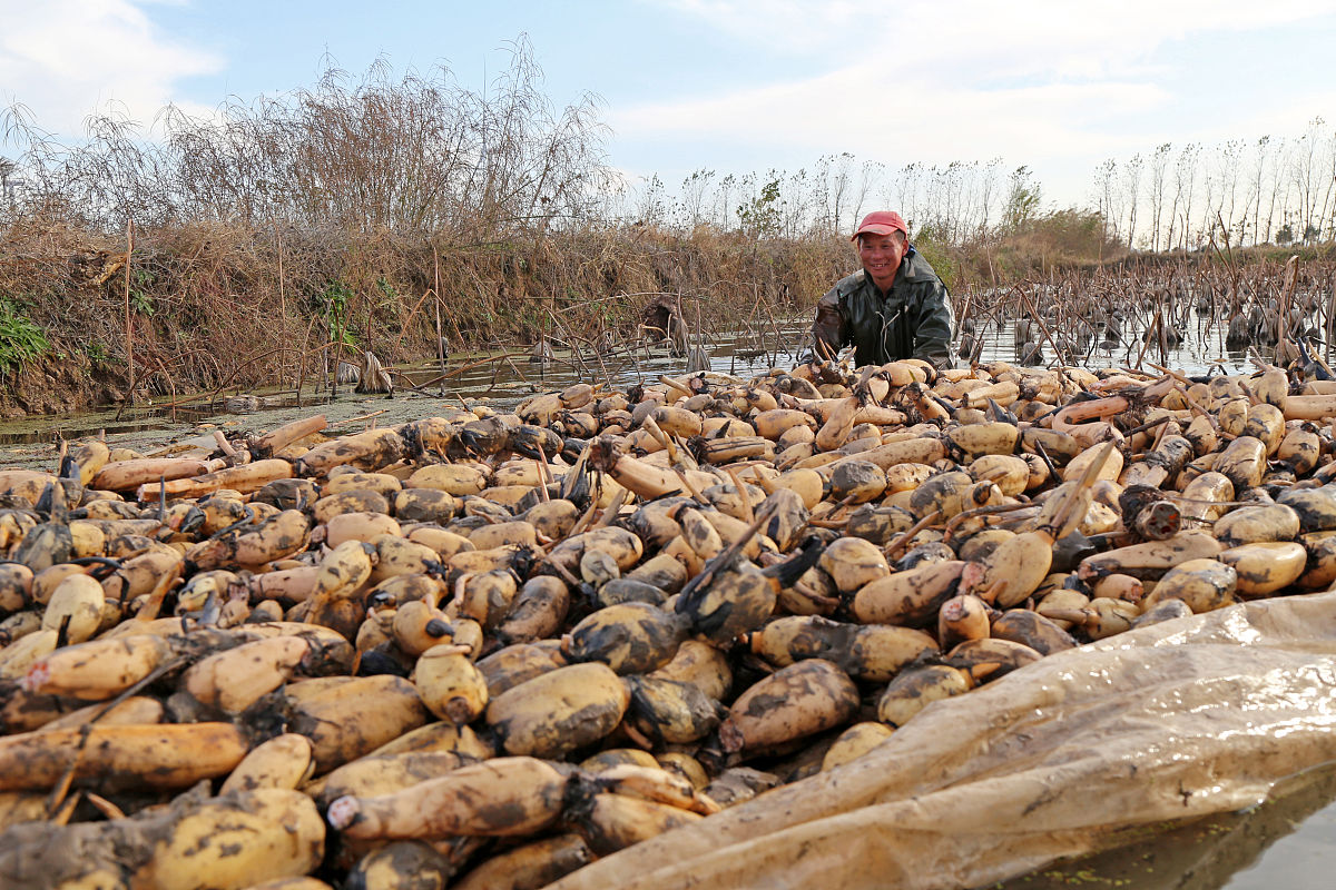 ‘挖呀挖’火爆全网：疫情后，我们都需要黄老师的童心和亲和力