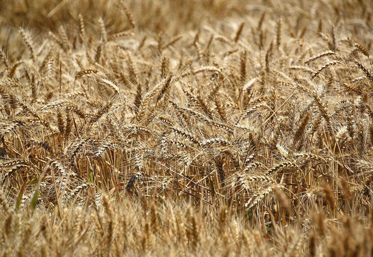 科研问答：好奇心驱动的探索之旅