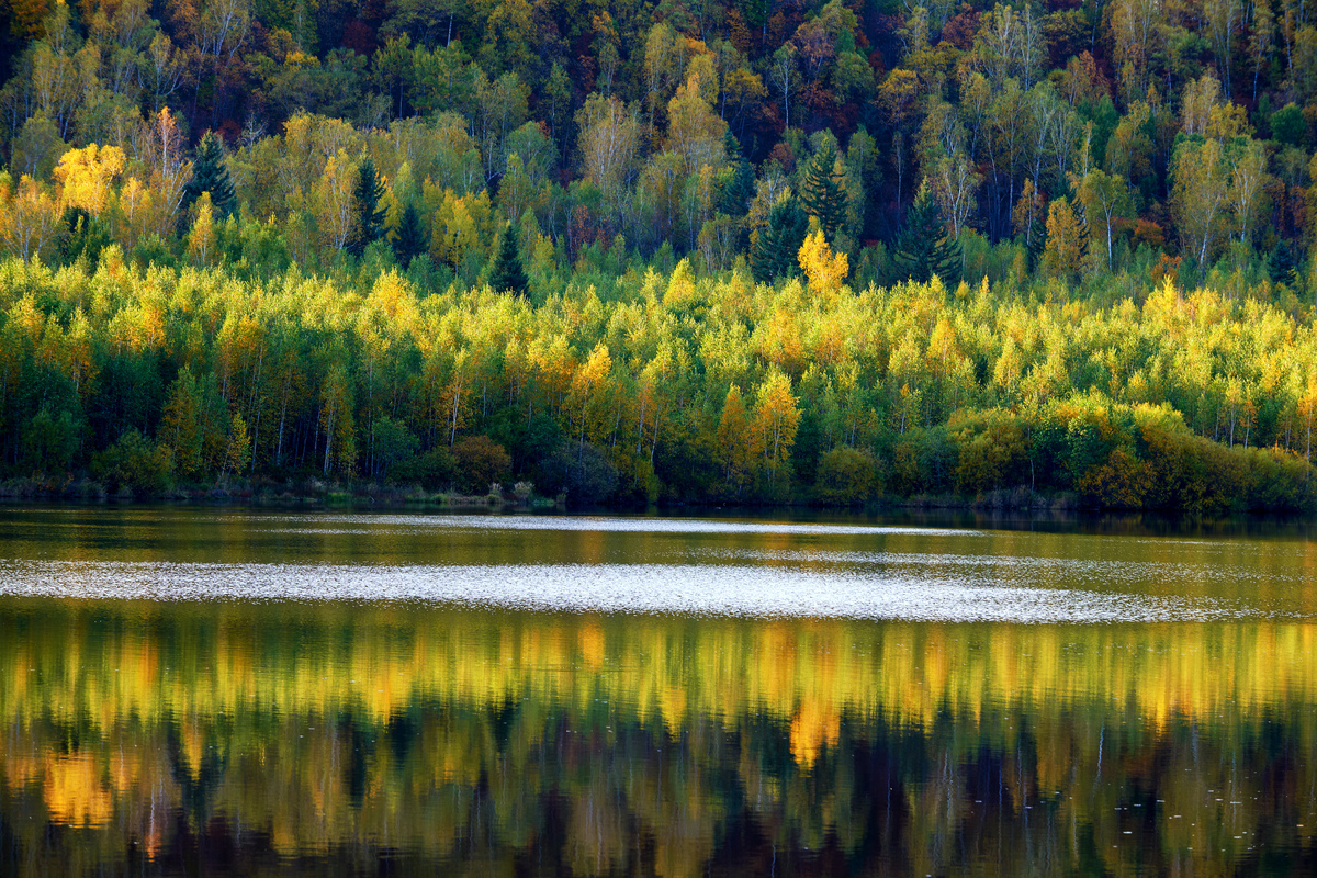 俯瞰白桦林：黄绿相间，河流蔚蓝，美不胜收