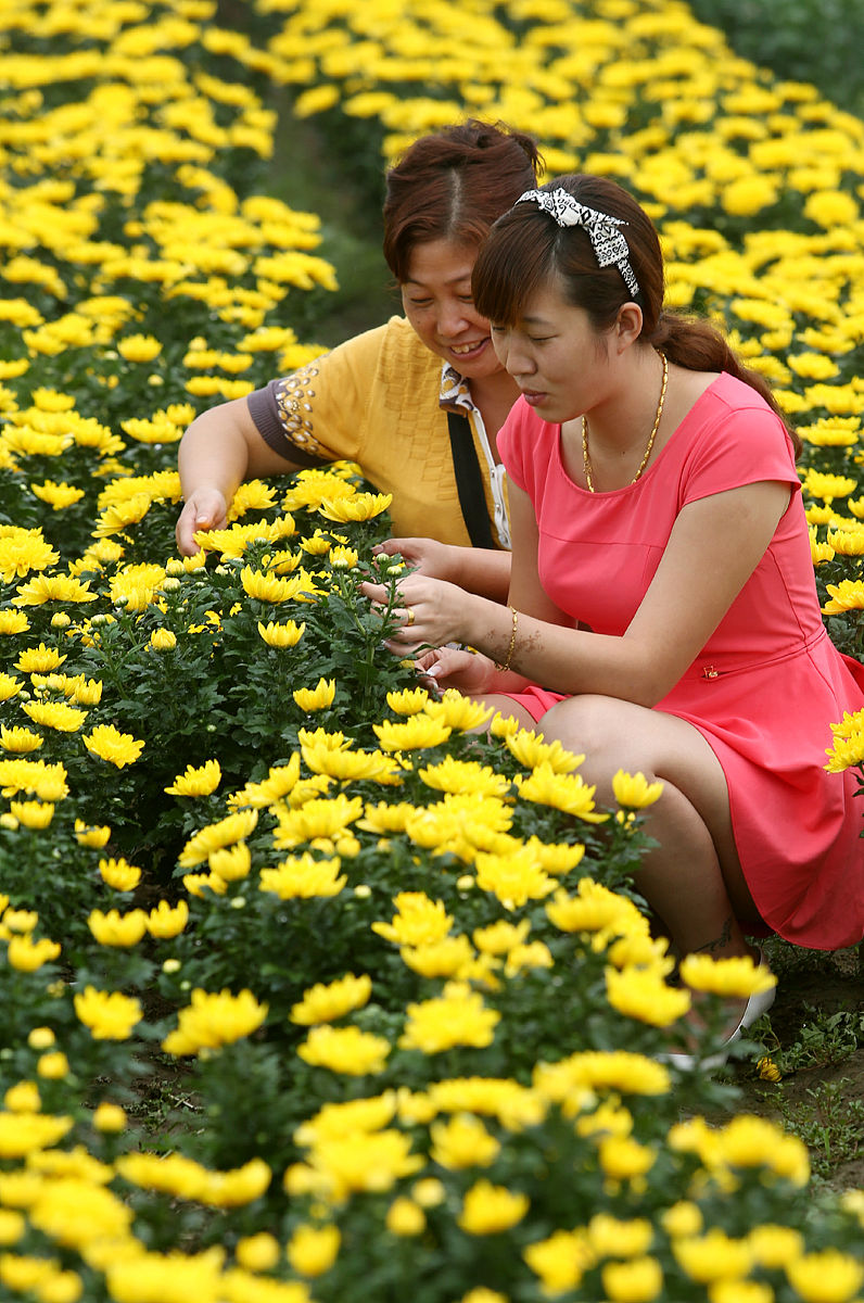 香蕉皮变废为宝！自制花卉肥料，简单易学！