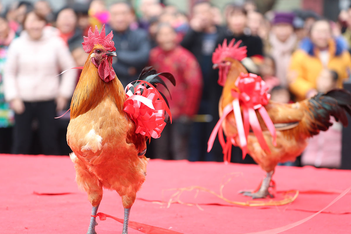鸡与篮球：意想不到的完美结合