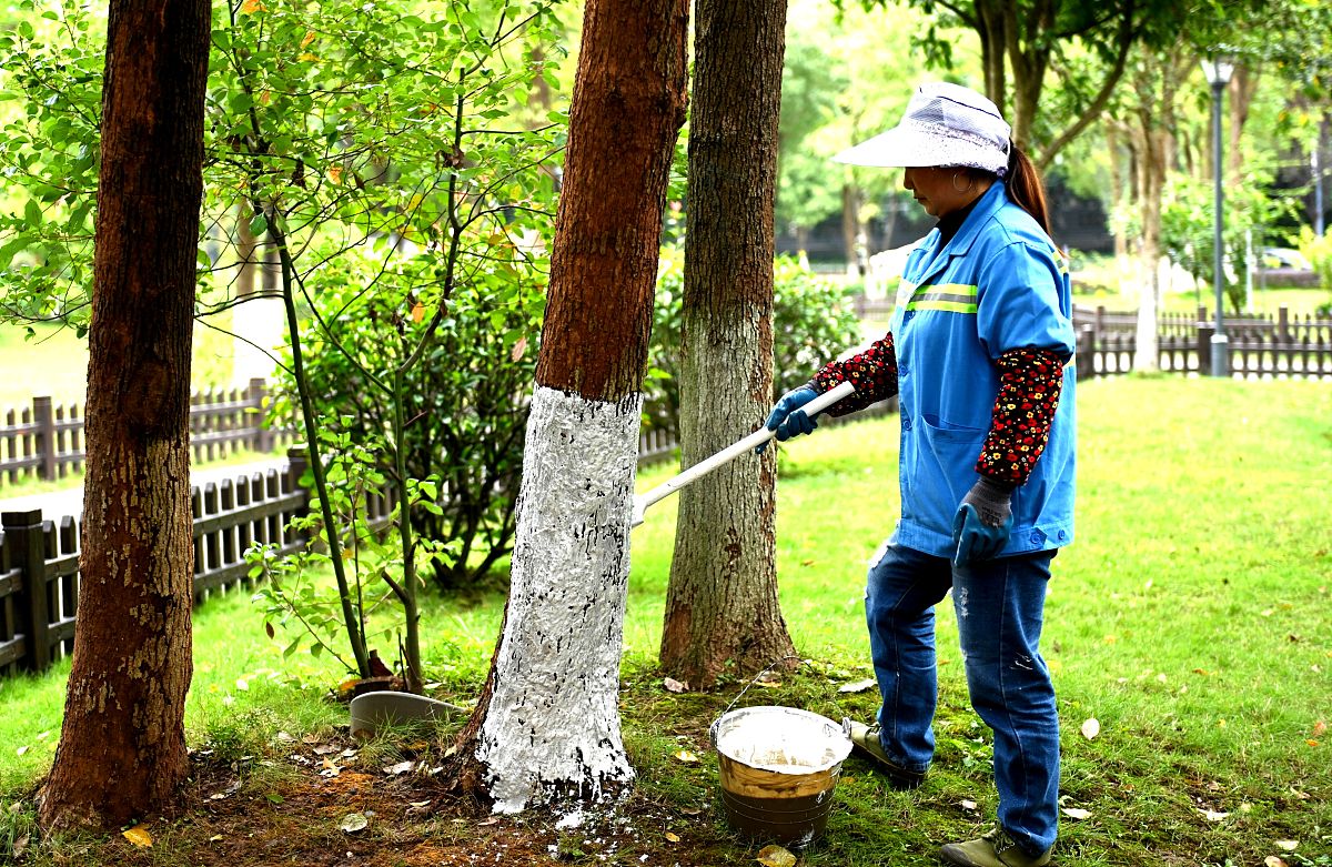 树木学实习心得：认识树木，保护生态