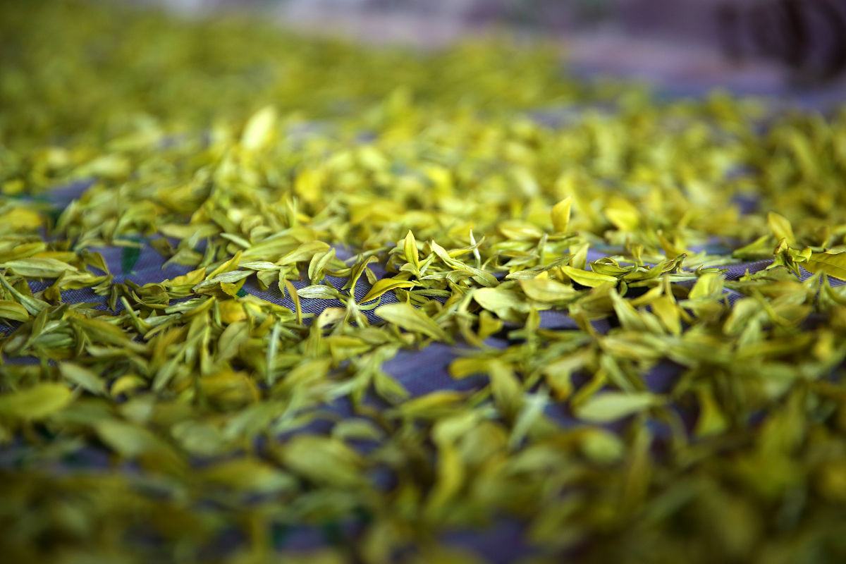 黄金芽几斤炒一斤