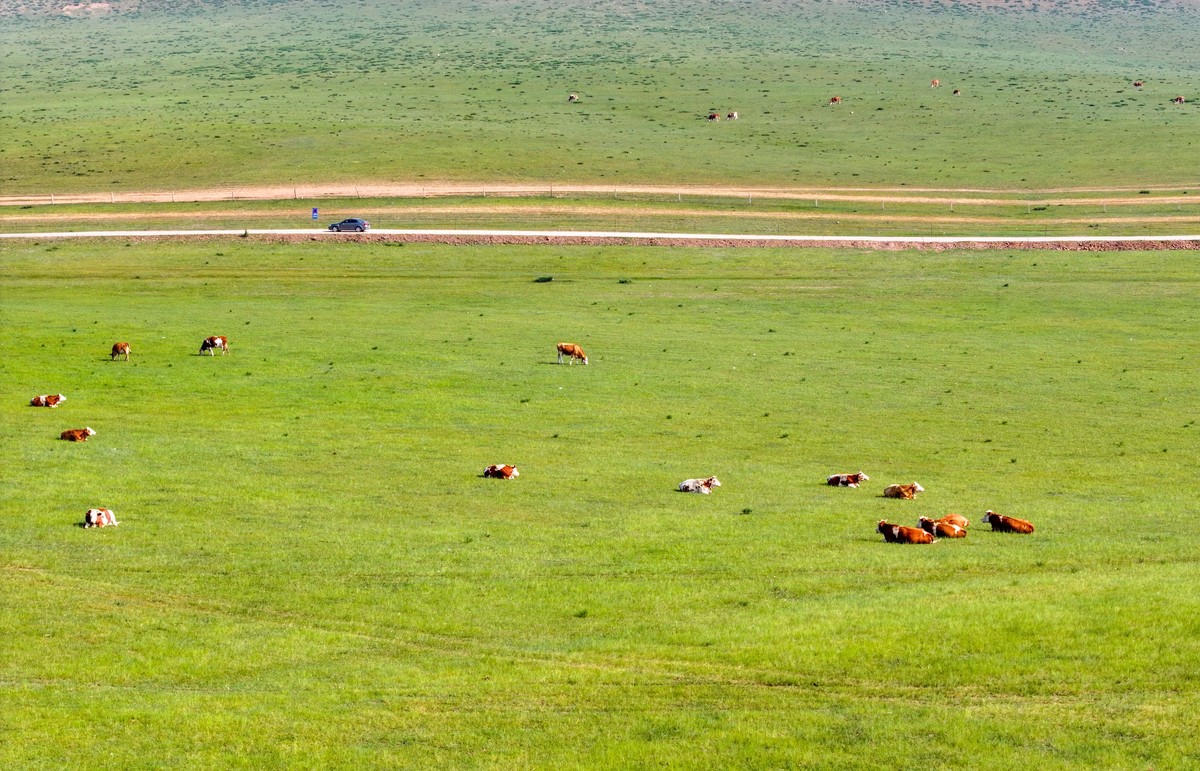 请帮我写1篇不少于800汉字的博客文章语言要幽默风趣。主题是：中国四大草原分别是