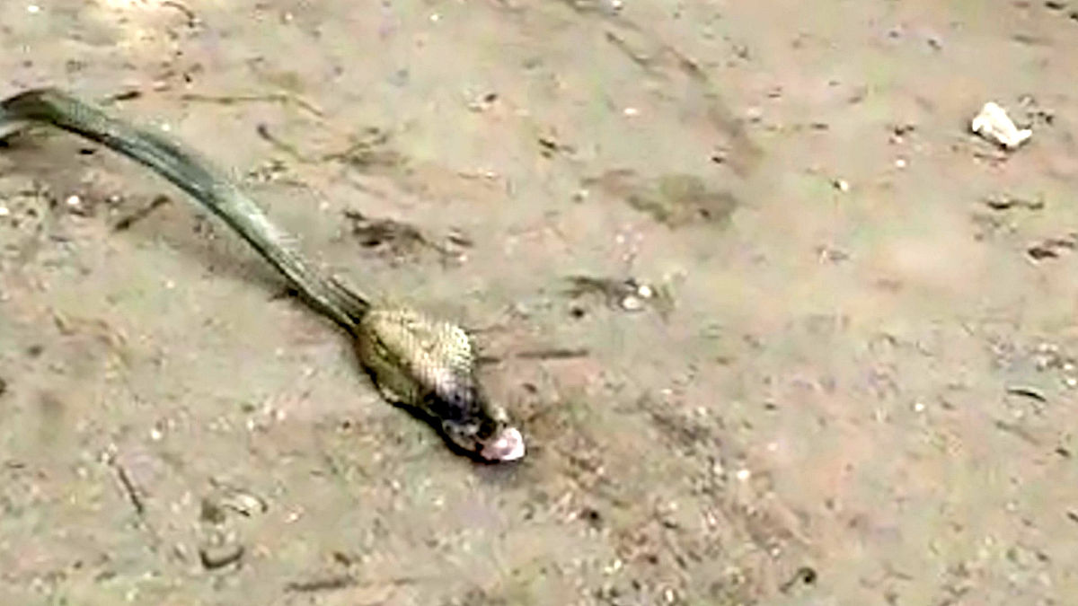 人心不足蛇吞相是什么意思_词语人心不足蛇吞相的意思