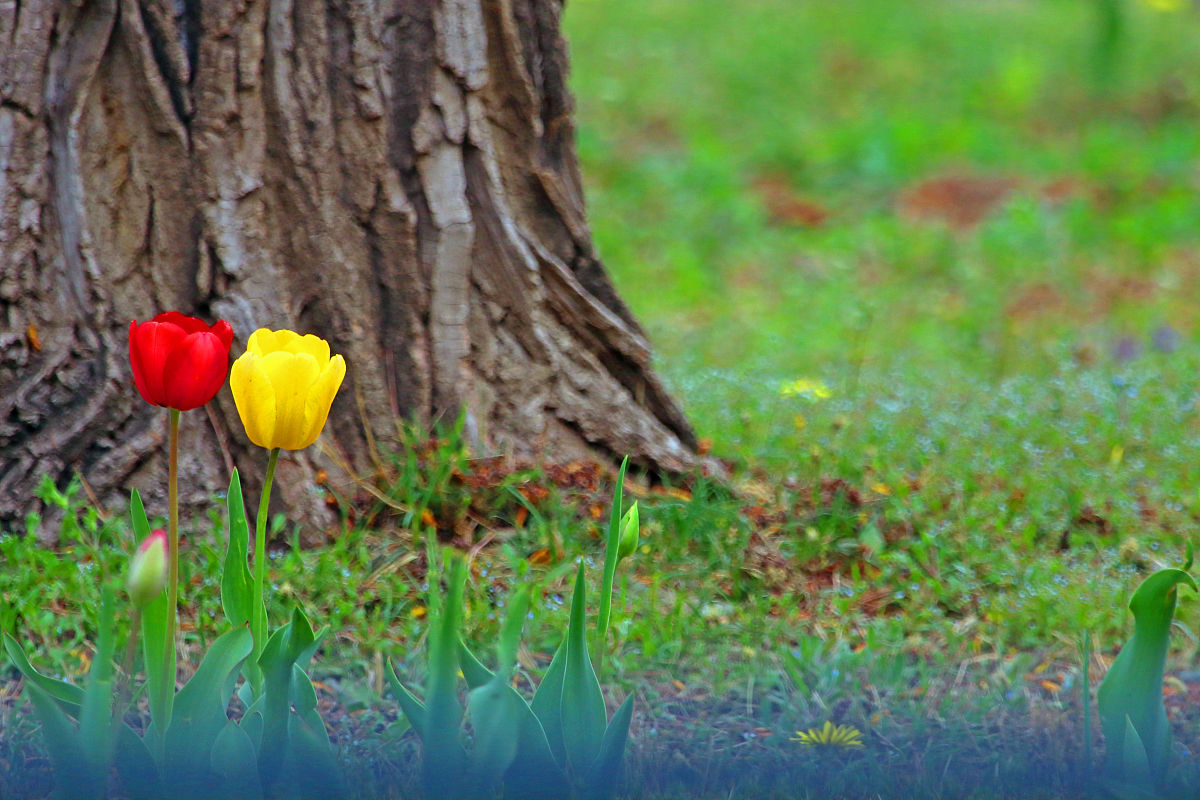 今天把花剪了有个姐姐说要给花草树木归一因为它们也会投胎做人它们也有