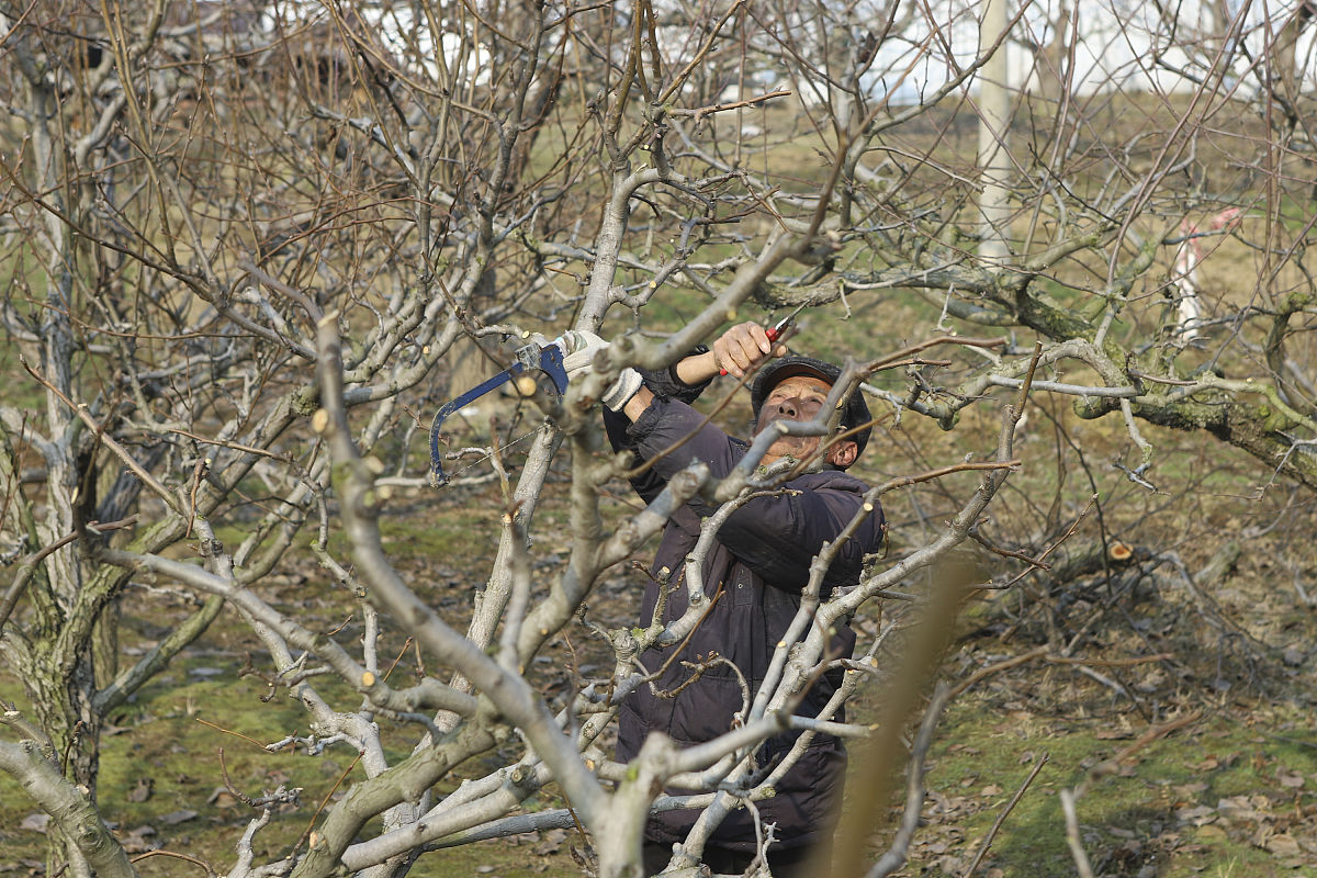 修剪果树的技巧有哪些？