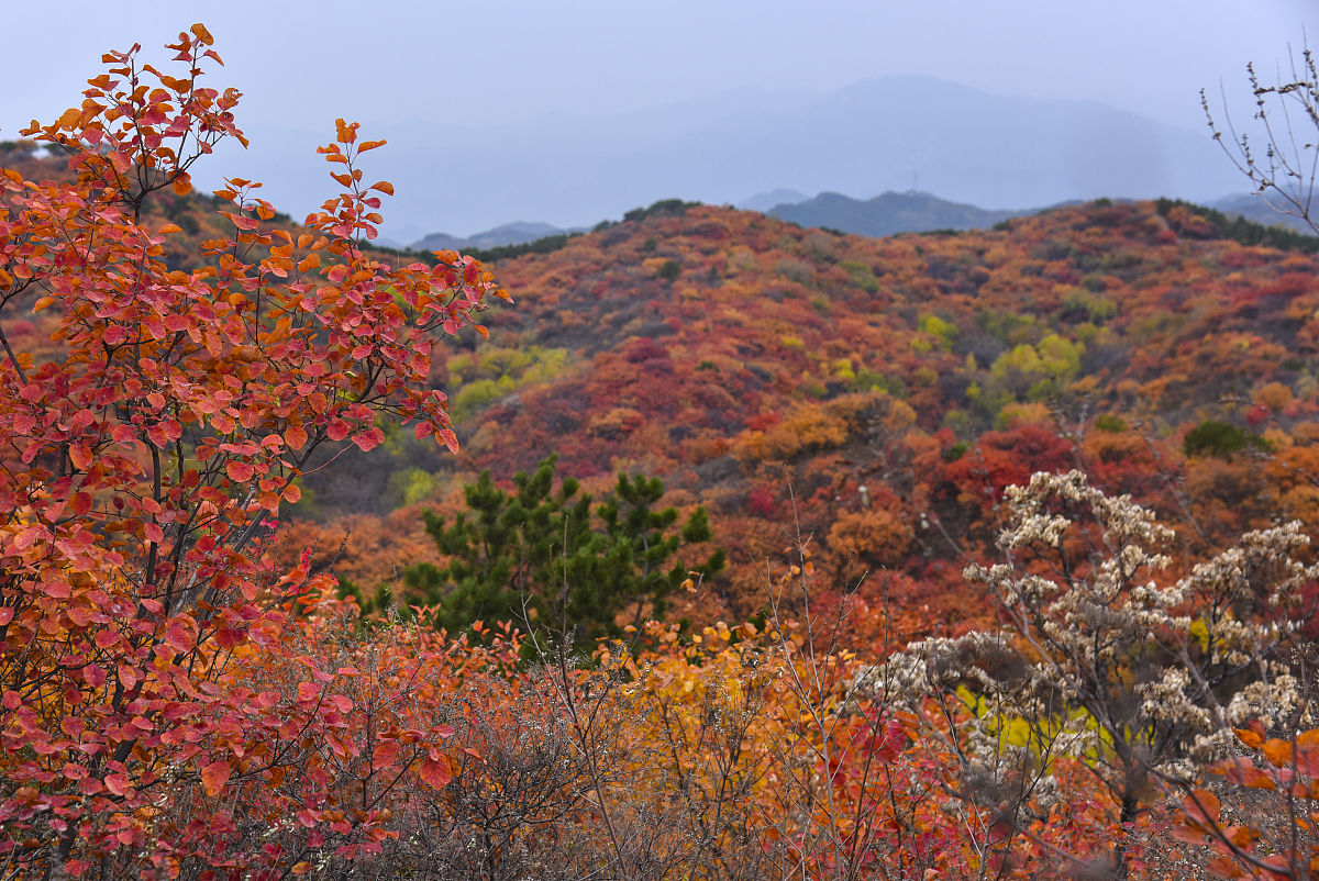 2019年11月2日,北京秋雨落落洒洒,密云水库地域黄栌红叶红似火,满山层