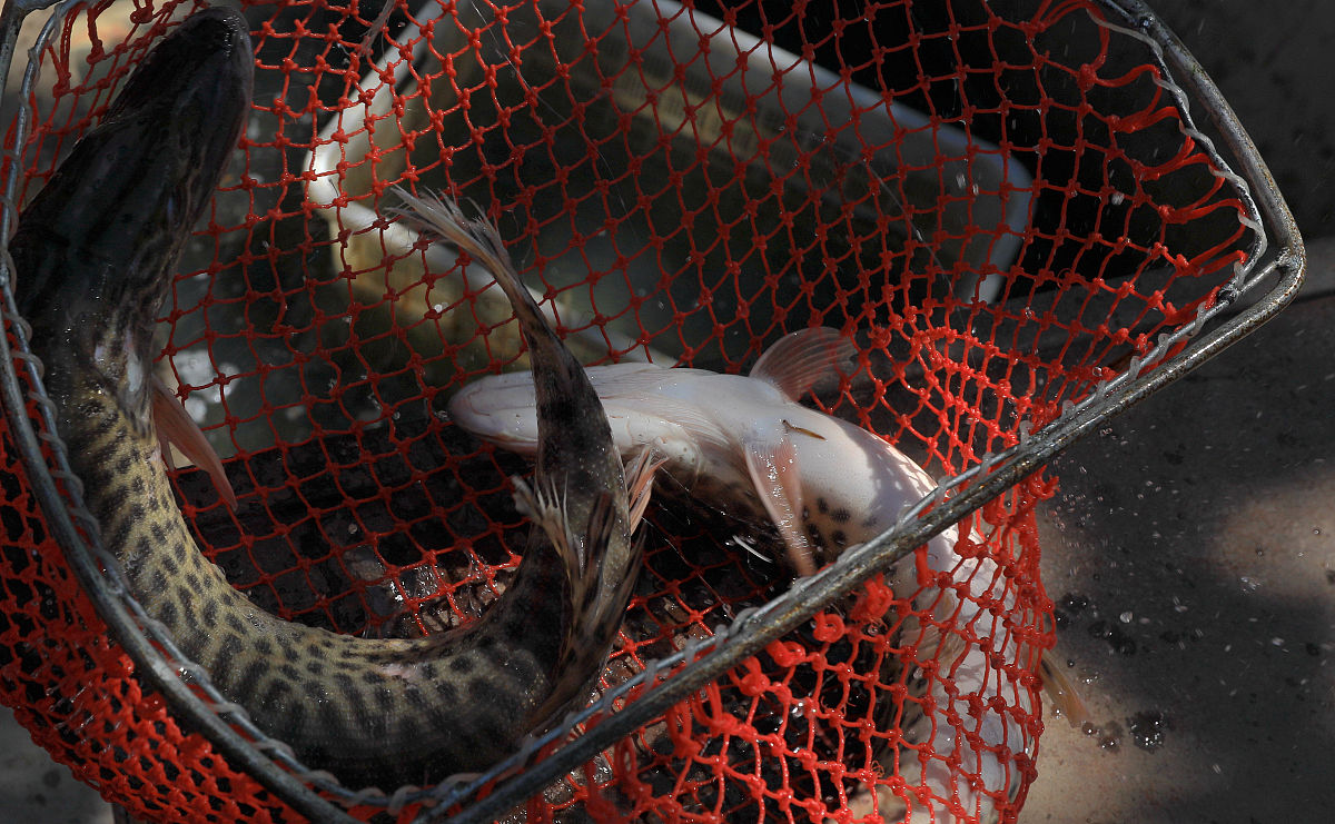 电鳗会被其他的电电死吗？