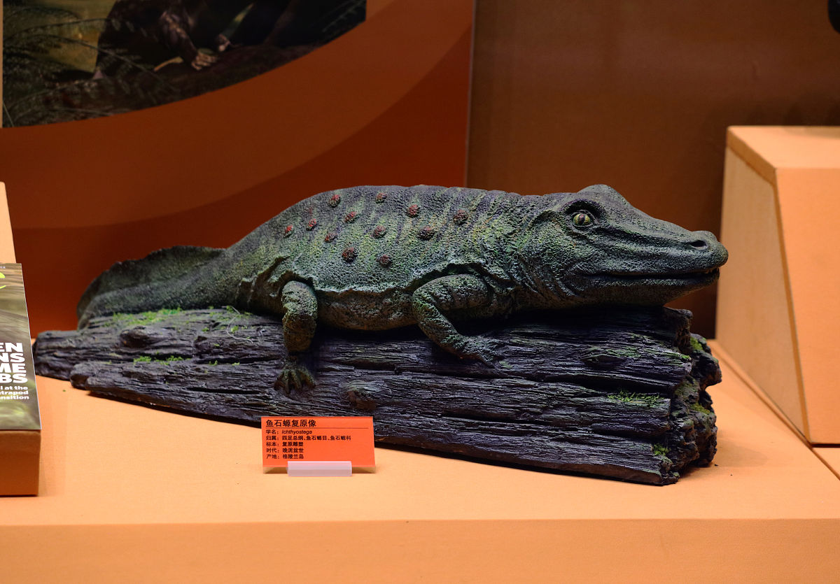 雷龙和曼龙谁更好养