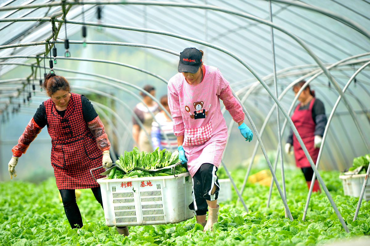边疆幸福菜园：村民有机种植，送菜学校获赞誉