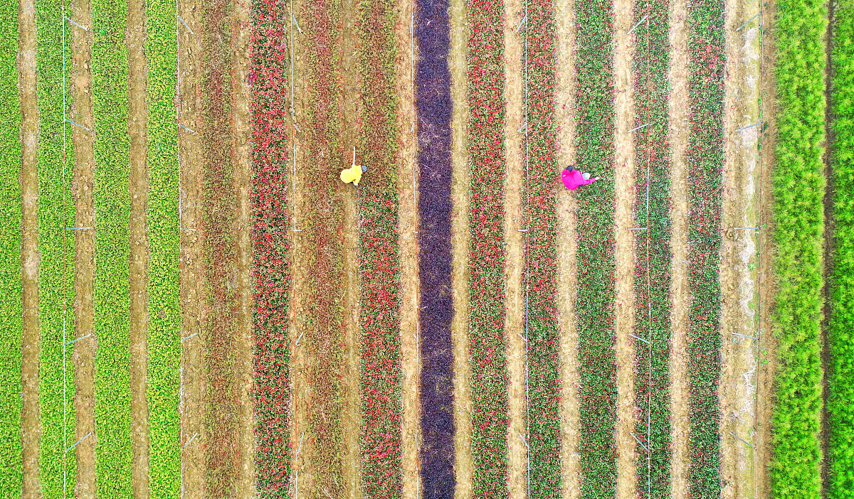 像素风格公园设计：融入烟台草编文化纹理