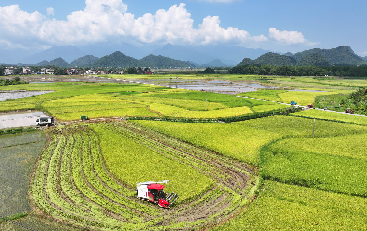 乡村振兴战略：推动农村发展，实现全面小康