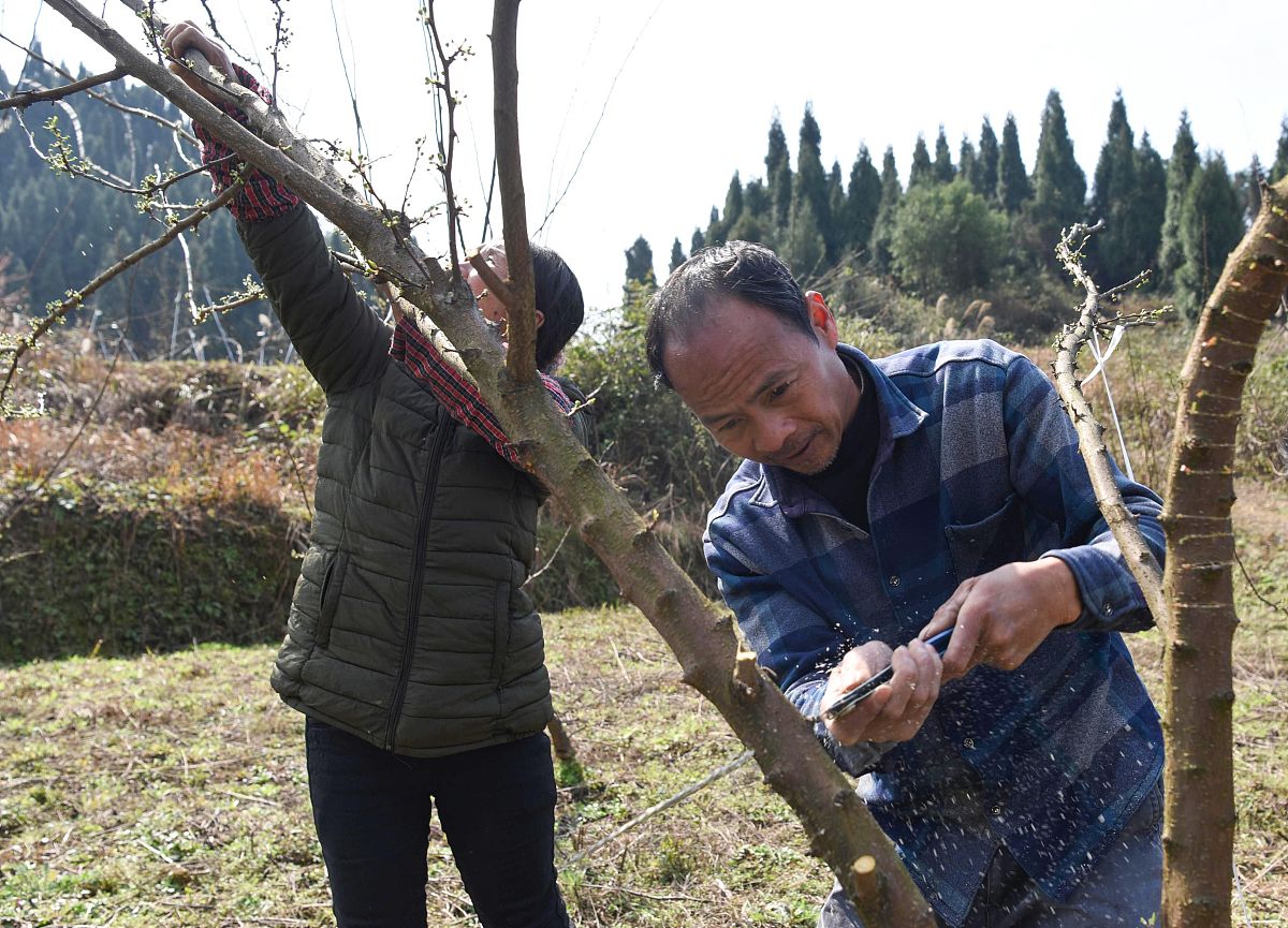 山上看到核桃树如何移植是需要连根拔起么如果砍掉树杈种在地里可以活么不可以活应该怎么做呢