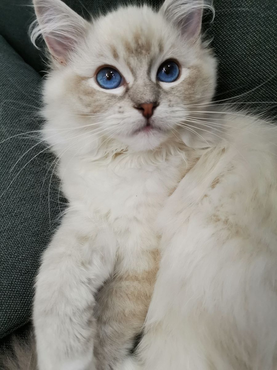使用宠物博主的口吻写篇300字关于： 猫咪的品种介绍：从波斯猫到暹罗猫每个品种都有哪些特点？