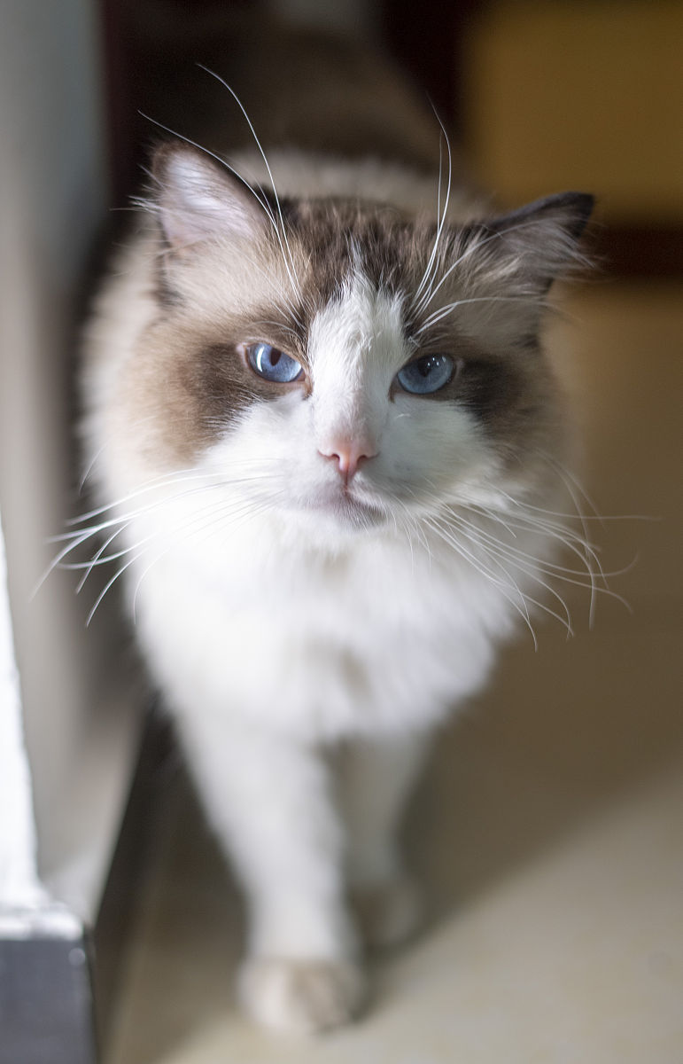 写一段猫的外貌的描写