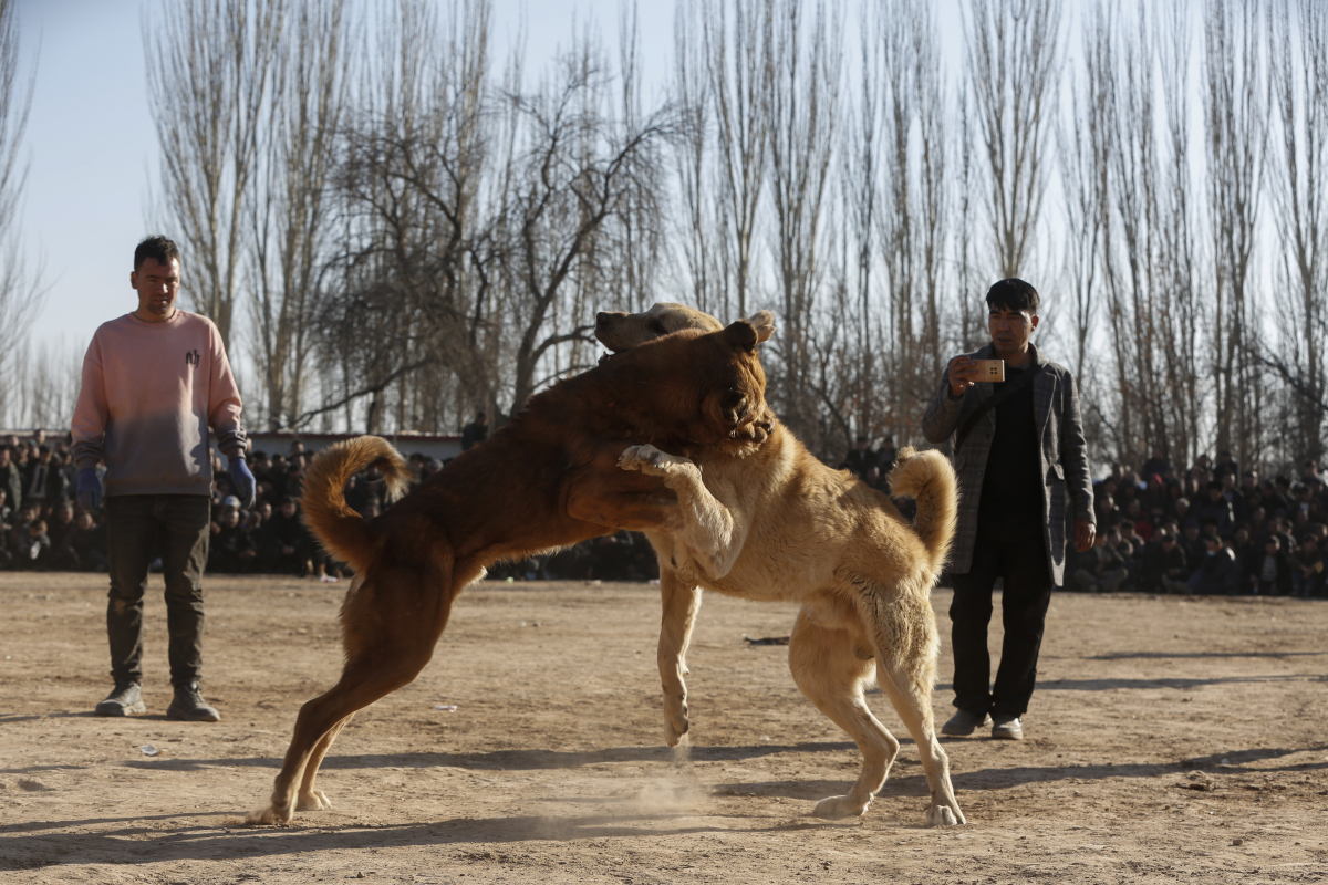 比特犬vs藏獒,比特犬vs藏獒谁厉害