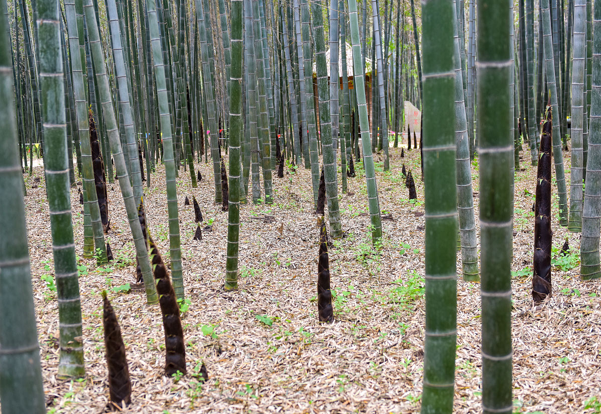 2021年5月3日,山东日照竹洞天风景区,毛竹翠绿,正是毛竹笋生长期,正值