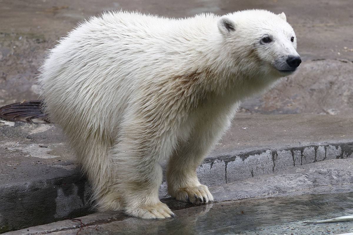 2020年上小学报名时间、流程及准备事项
