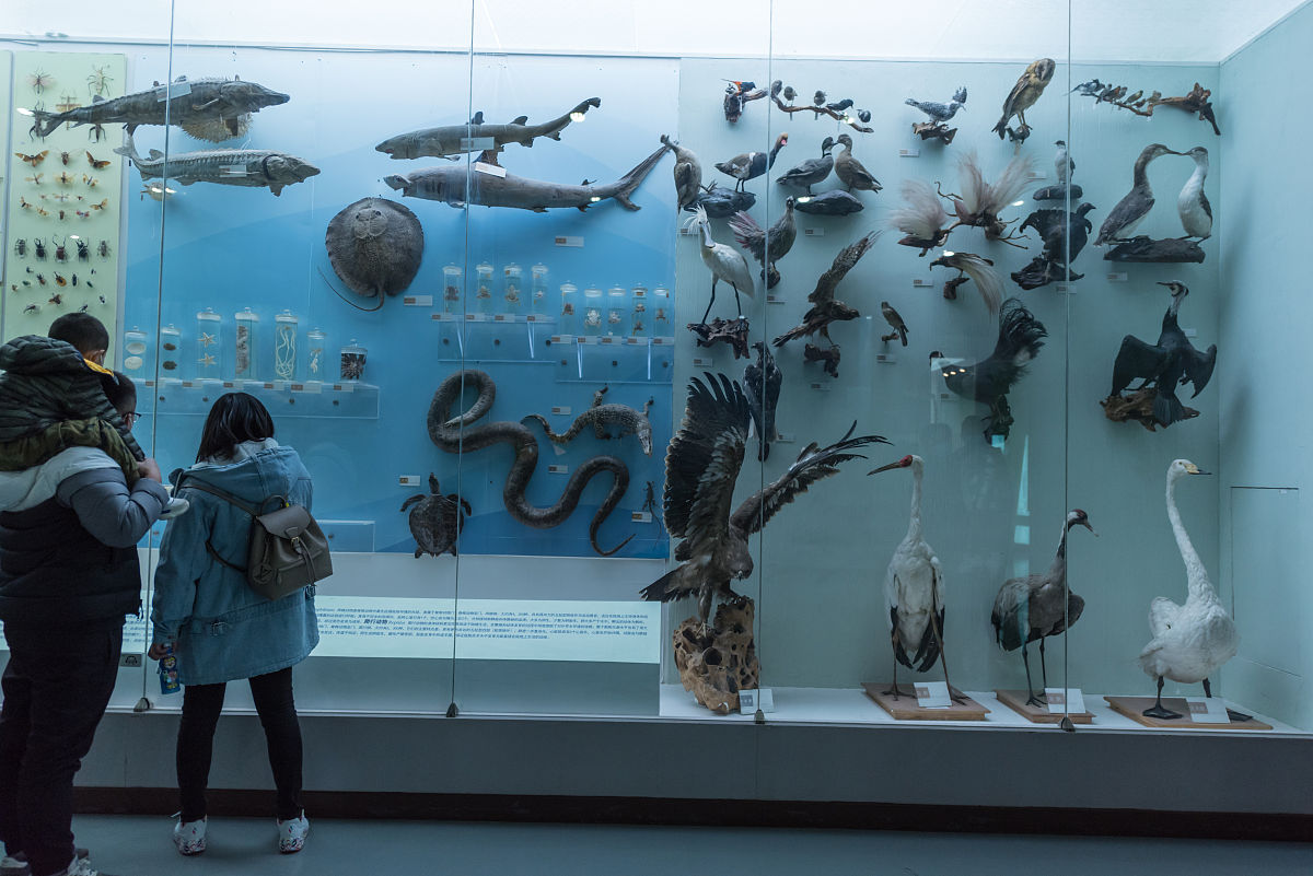 北京自然博物馆：一场改变人生观的旅程