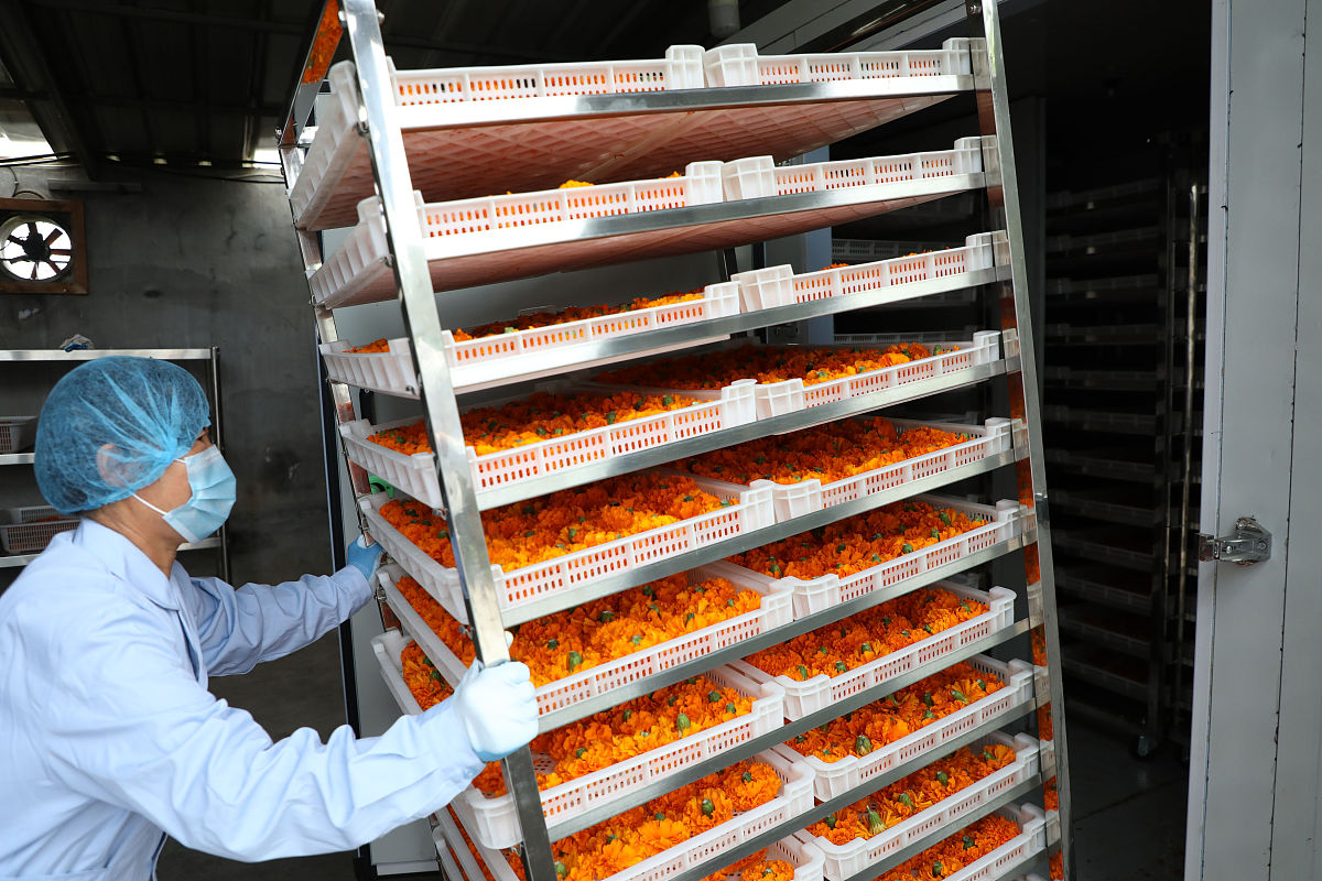 黑木耳菌包智能化生产：与黑龙江省农业科学院牡丹江分院深度合作