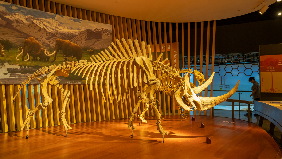 上海博物馆推荐：必去景点和周边文化体验