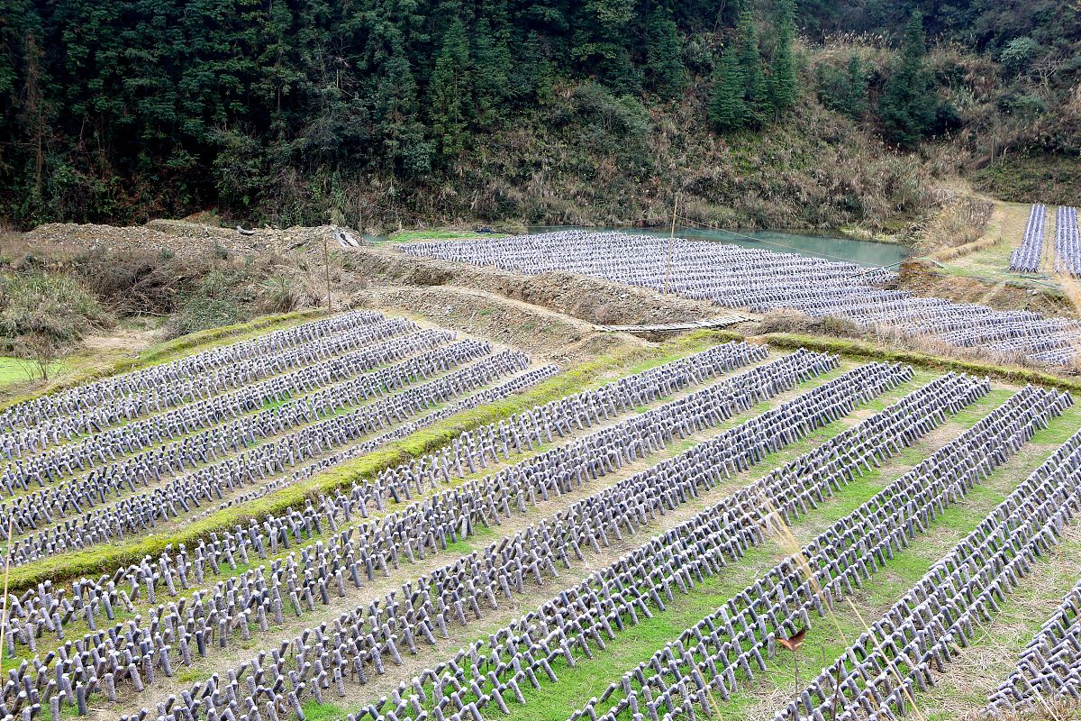 赫章县平山农业技术高级中学师资力量怎么样？ - 农业特色高中师资介绍