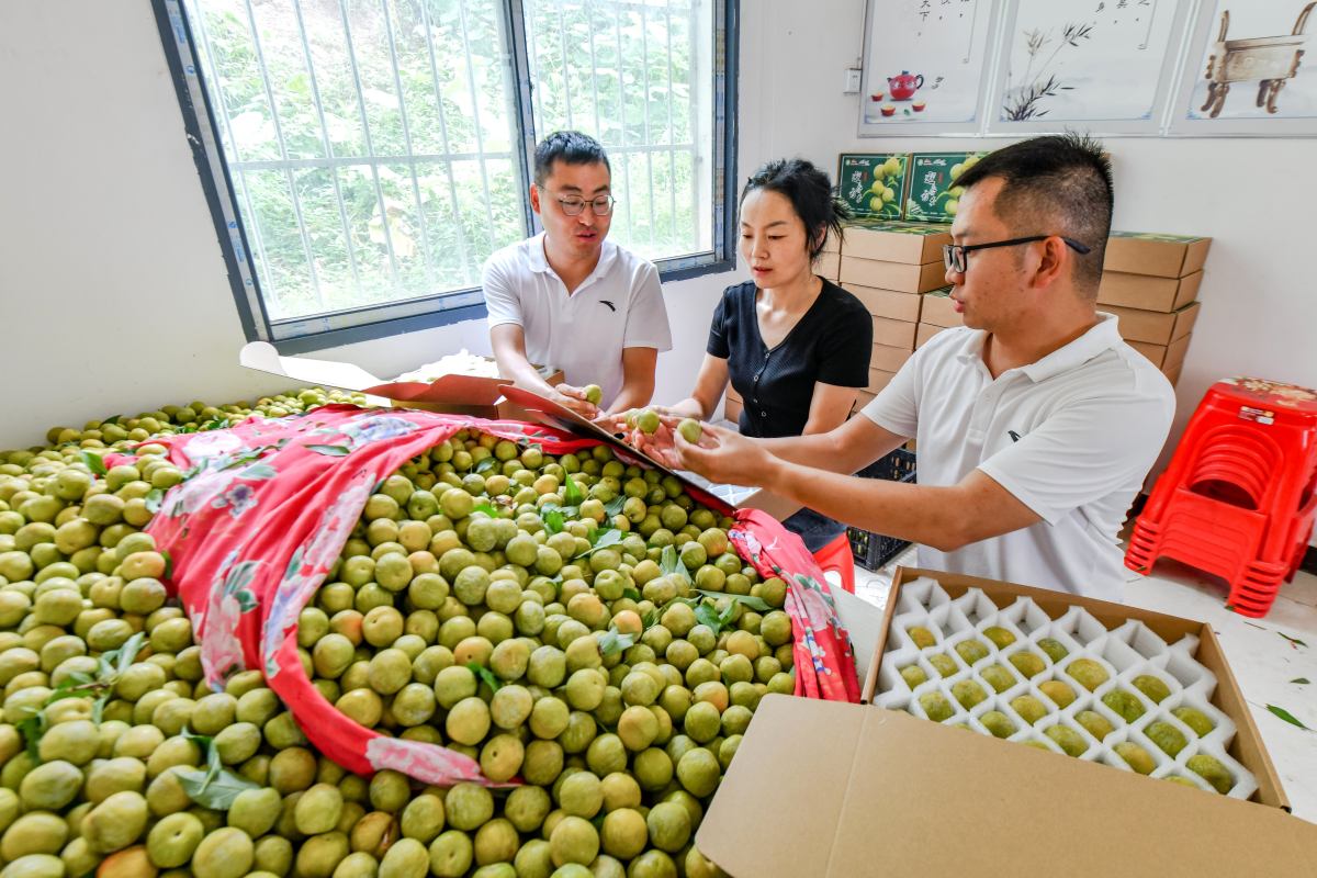 通过核桃的销售能否带动村民直接就业和间接就业