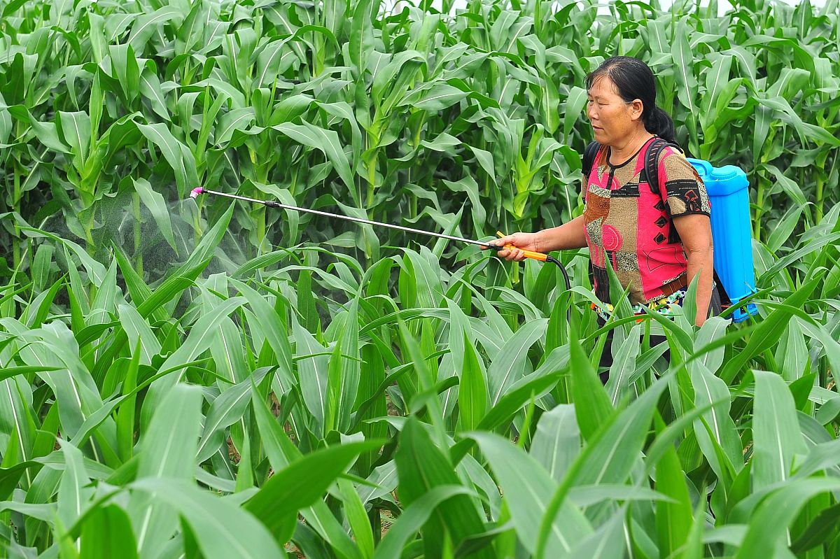 将托管服务改成玉米病虫害检测长远来看公司希望能将独特的农业绿色托管服务模式全面渗透入国际高经作物的种植 体系。通过品牌连锁经营模式设立分公司或服务站点规划建设国际服务网点体系。由加盟 合作机构开展本地化服务公司聚焦农业高新技术应用的价值优化体系建设将专业化托管 服务系统升级为核心载体实现航母级智能绿色高经作物农业托管服务平台的建立推动农业全托管服务市场教育与重要业务伙伴就共同建立农业绿色综合服务的