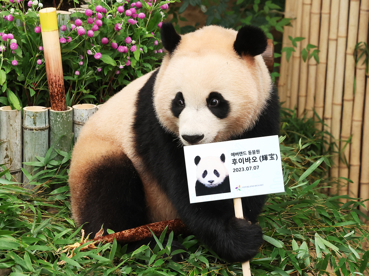 欢迎大熊猫回家！热烈欢迎大熊猫回归祖国