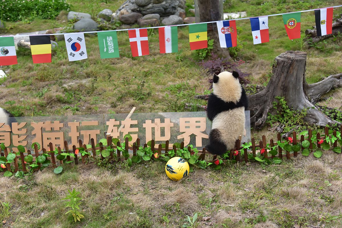 2018年6月10日,四川阿坝州,卧龙神树坪熊猫保护基地幼儿园,8只未成年