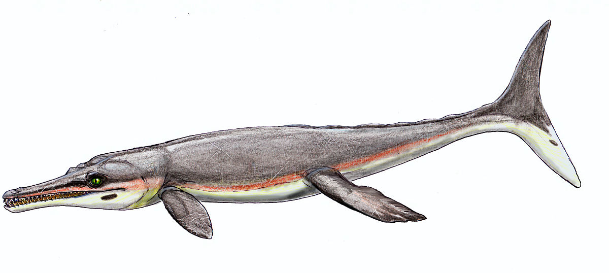 2020年4月22日讯(具体拍摄时间不详),cricosaurus suevicus鳄鱼的艺术