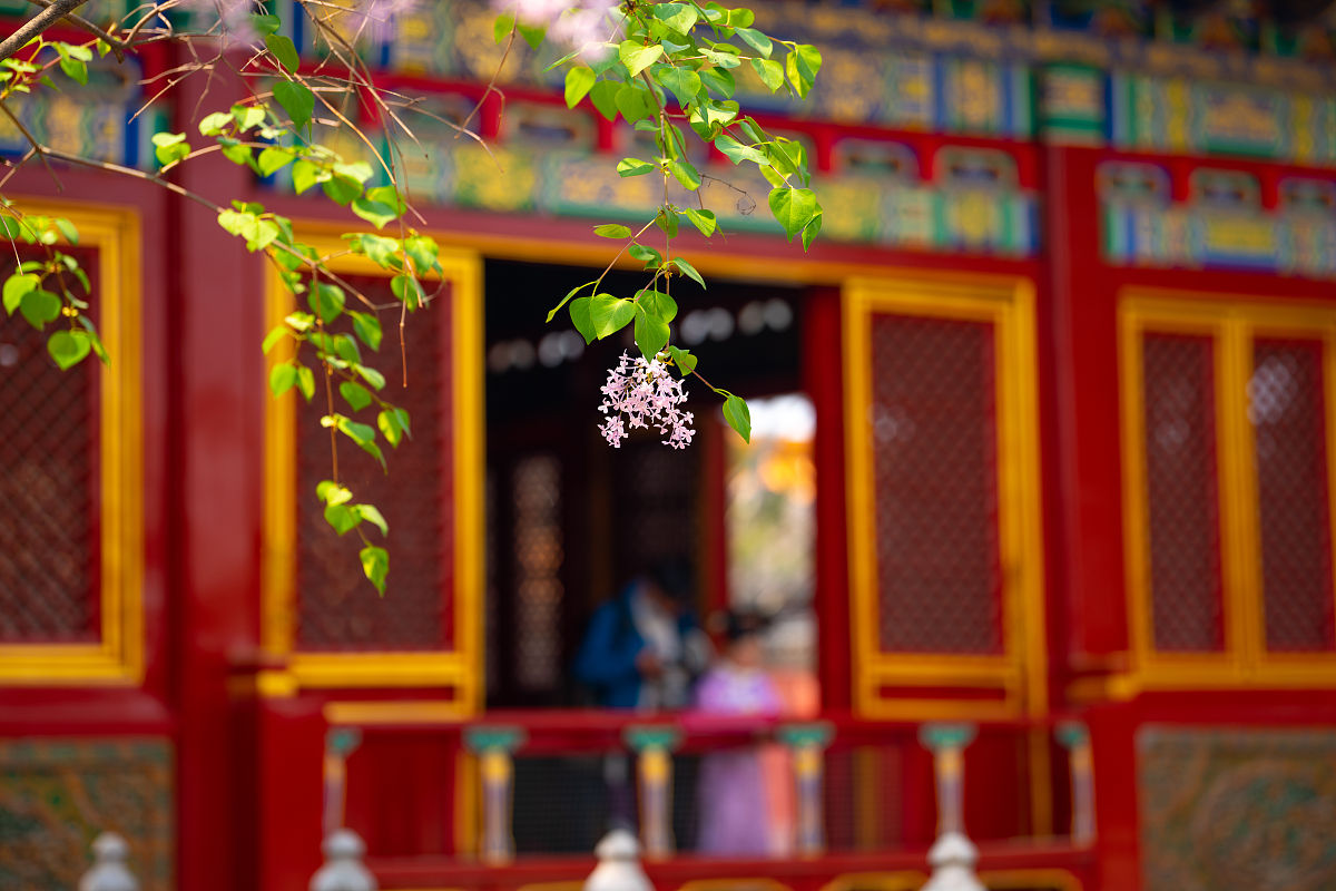 2021年4月6日,北京,故宫内慈宁花园丁香花开.