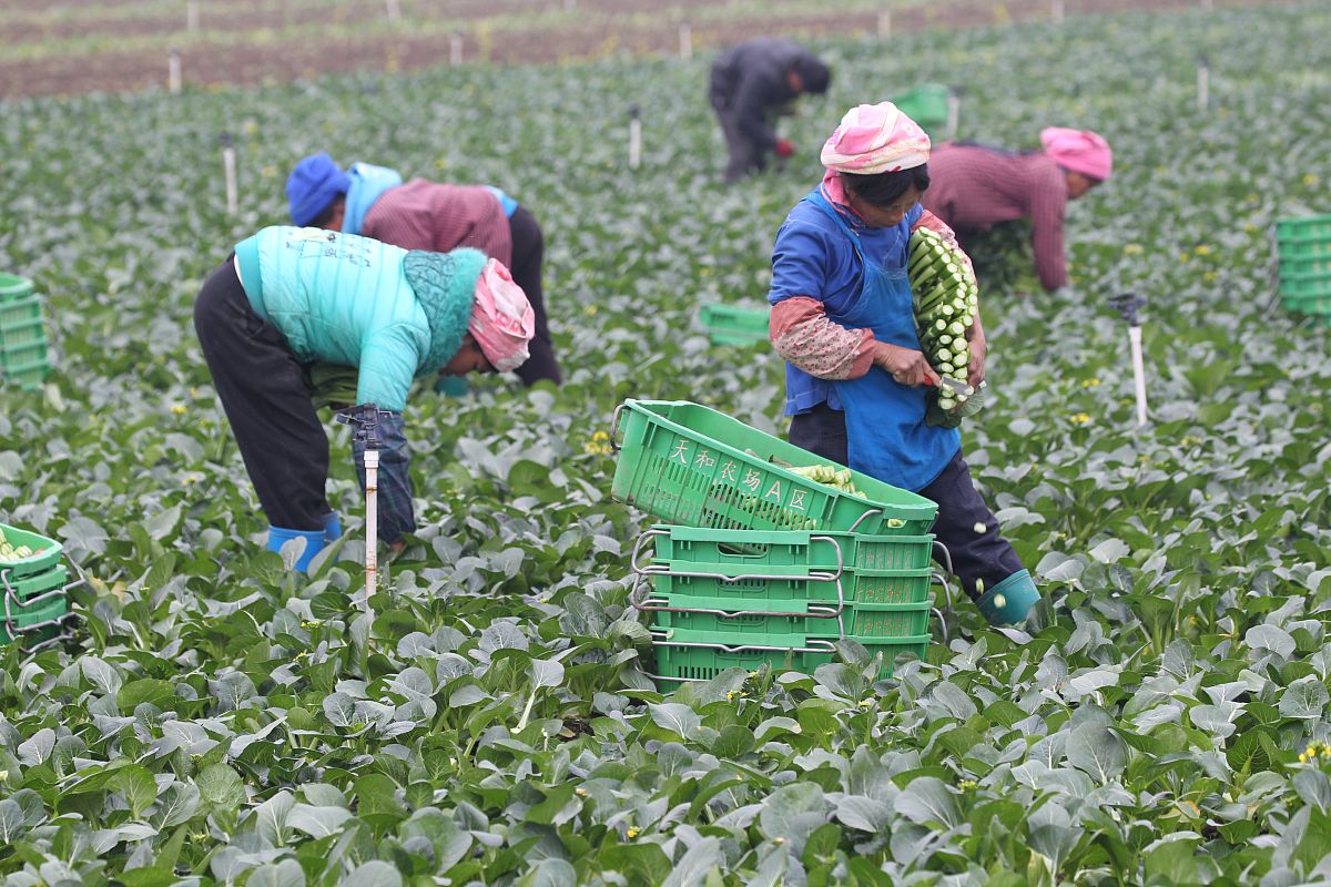 楚雄农业学校占地面积怎么样