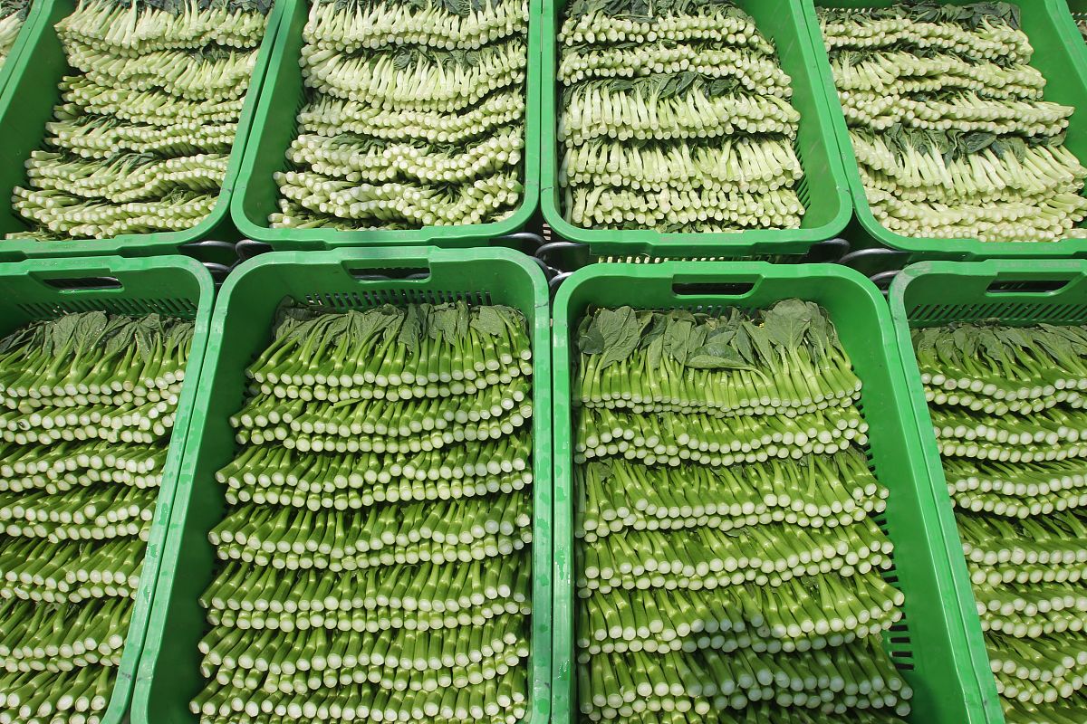 现剪现吃豌豆苗：优质培育环境，蘑菇有机肥，纯天然绿色无污染