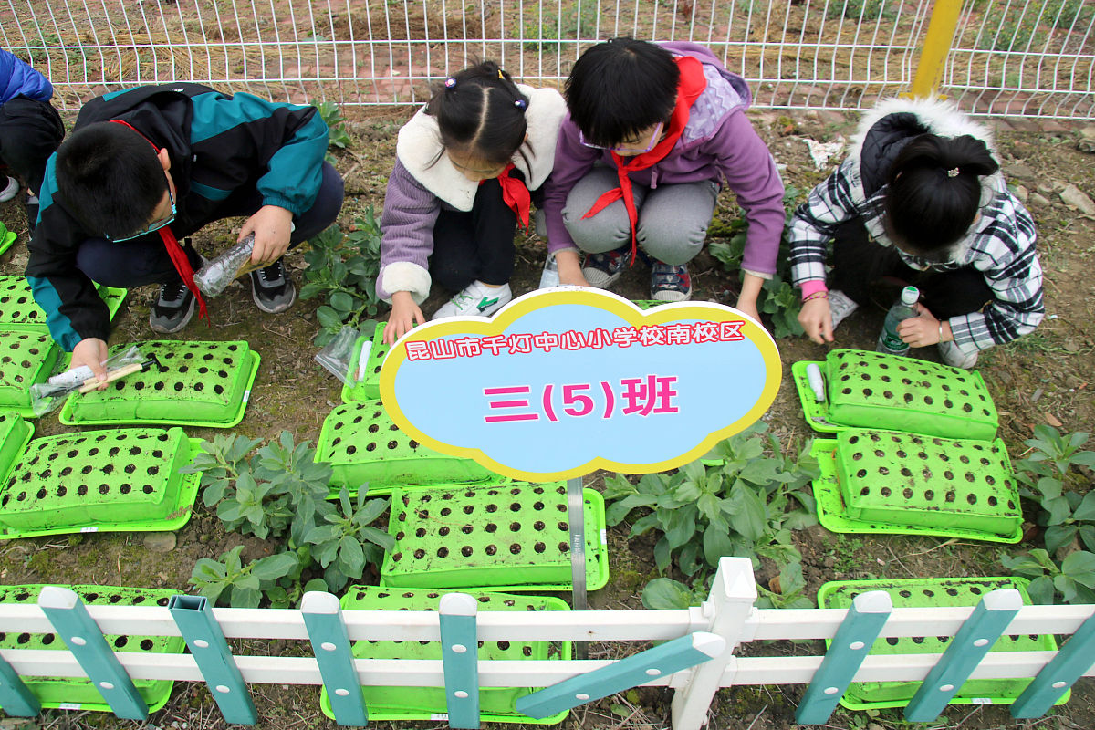 中班幼儿种植园游戏观察记录 - 观察幼儿参与度与合作能力