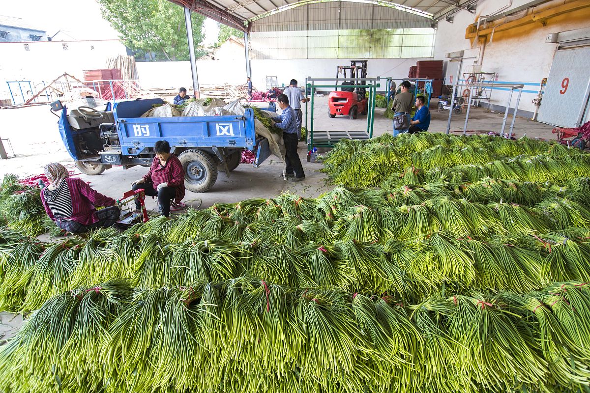 未来10大暴利种植行业：趋势、商机与挑战