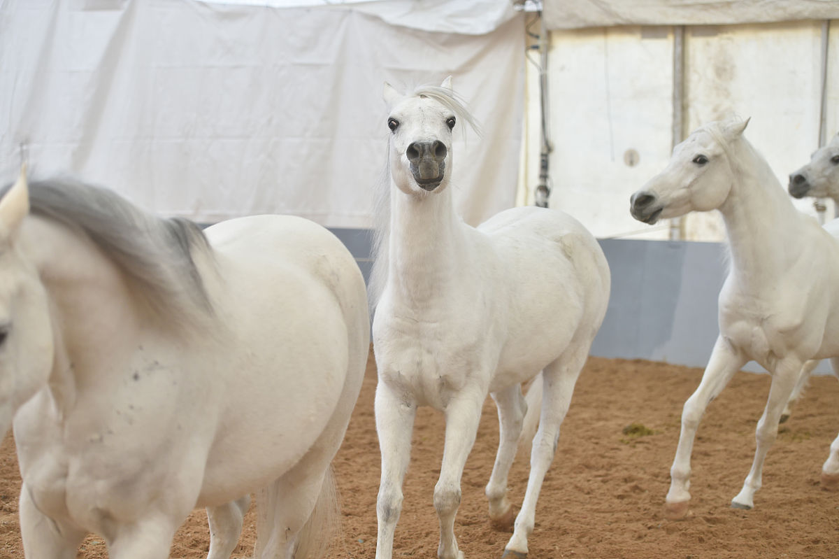 2018年2月7日,加拿大舞台秀《cavalia·舞马》在南京揭开神秘面纱,来
