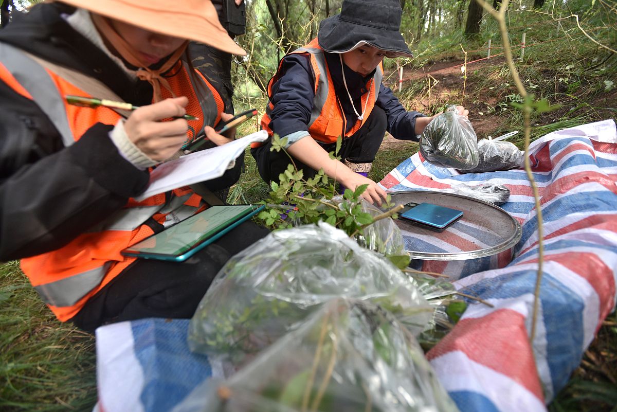 林业方面乔木林面积和蓄积有无相关换算关系能否根据乔木林面积估计蓄积的数值